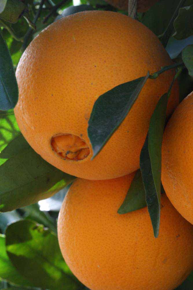              Fruit (Riverside, CA)       